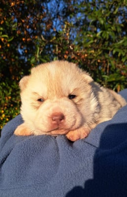 Les chiots de Siberian Husky