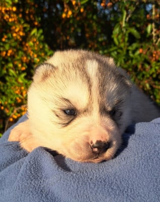 Les chiots de Siberian Husky