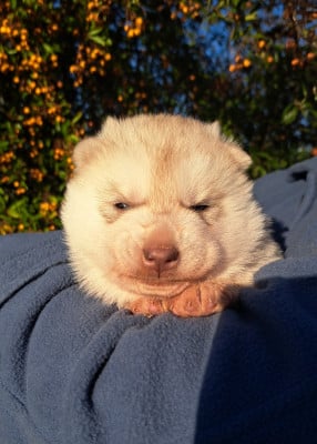 Les chiots de Siberian Husky