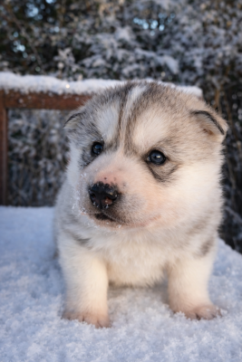 Les chiots de Siberian Husky