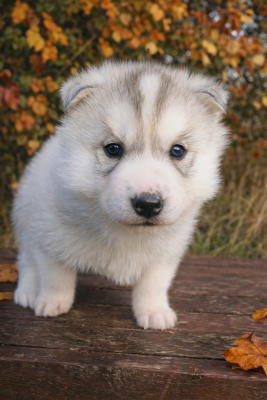 Les chiots de Siberian Husky