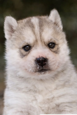 Les chiots de Siberian Husky