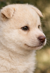 Les chiots de Siberian Husky