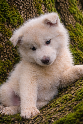 Les chiots de Siberian Husky