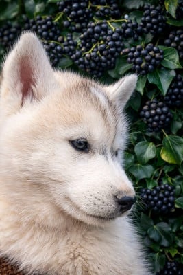 Les chiots de Siberian Husky