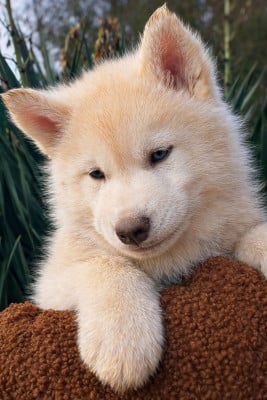 Les chiots de Siberian Husky