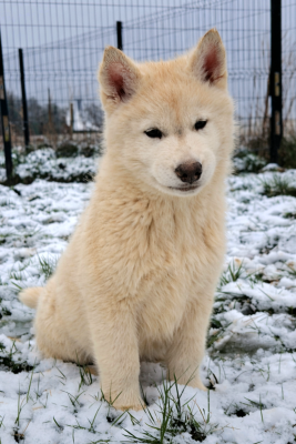 Les chiots de Siberian Husky
