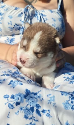 Les chiots de Siberian Husky