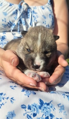 Les chiots de Siberian Husky