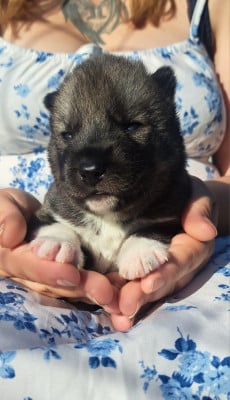 Les chiots de Siberian Husky