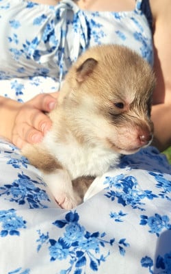 Les chiots de Siberian Husky
