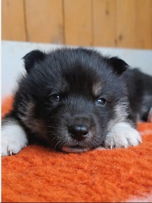 Les chiots de Siberian Husky