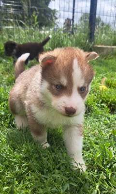Les chiots de Siberian Husky