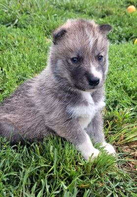 Les chiots de Siberian Husky