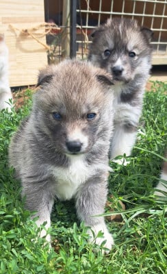 Les chiots de Siberian Husky