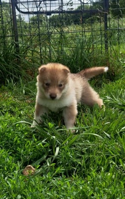 Les chiots de Siberian Husky