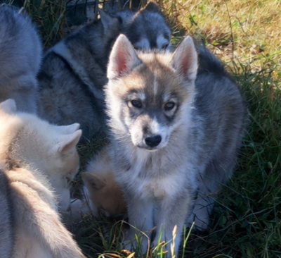 Les chiots de Siberian Husky