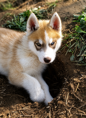 BENTLEY - Siberian Husky