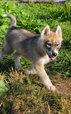 BERYL - Siberian Husky