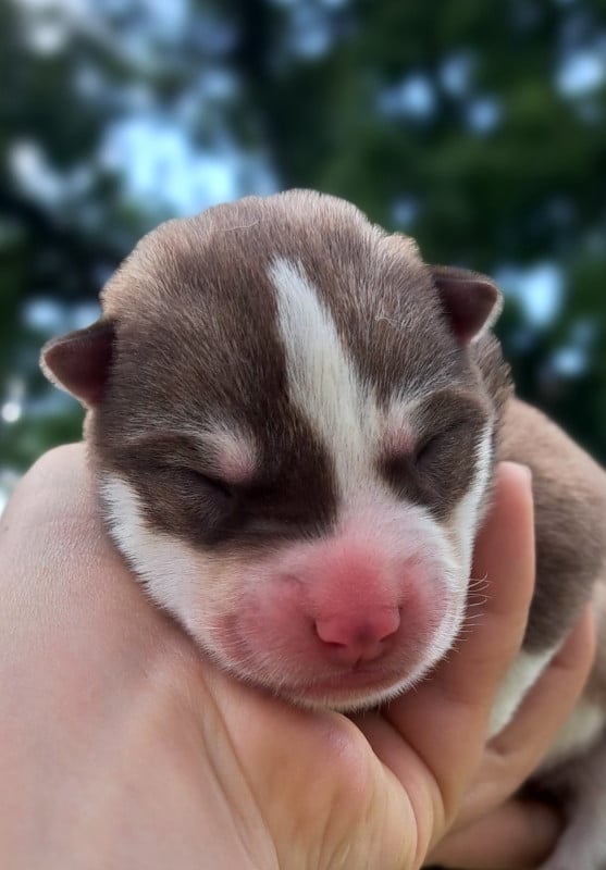 Siberian Husky - Legendary White Fang