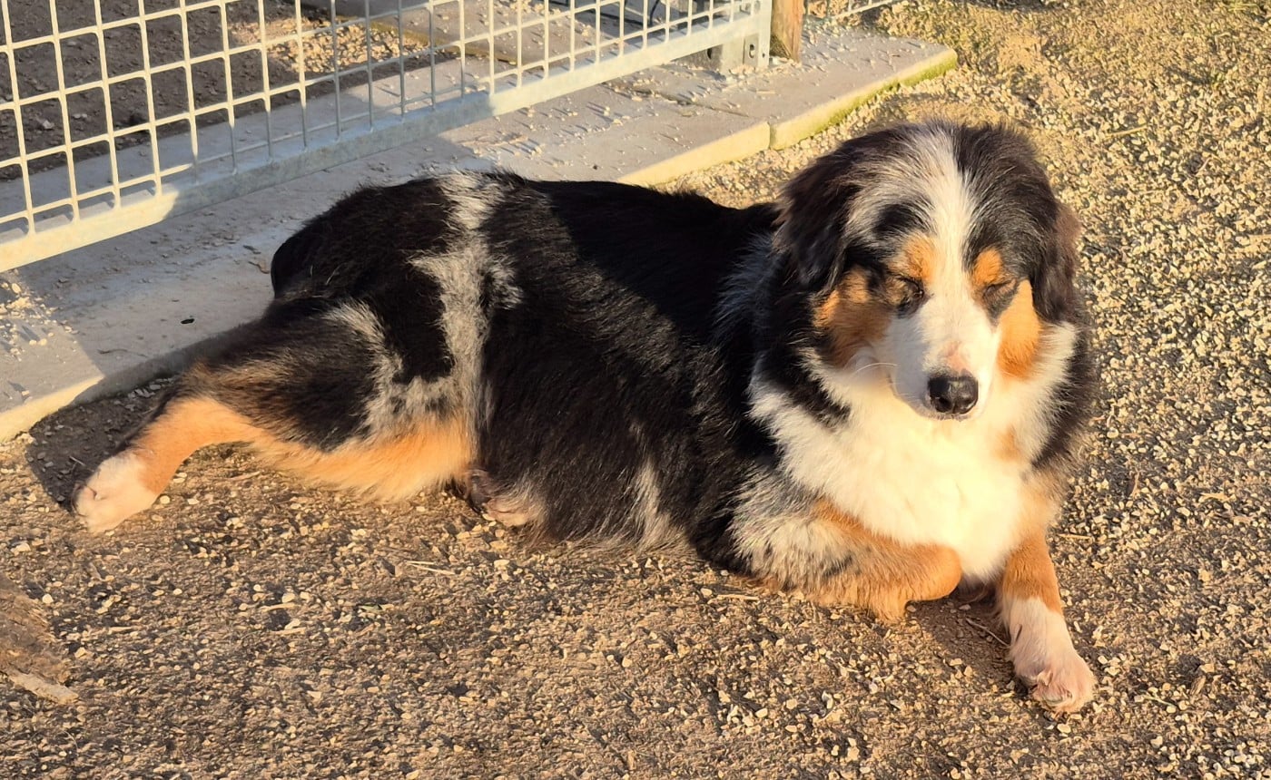 Berger Australien - Des Chrysalides Arc En Ciel