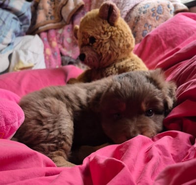 Les chiots de Berger Australien