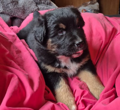 Les chiots de Berger Australien