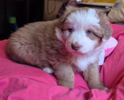 Les chiots de Berger Australien