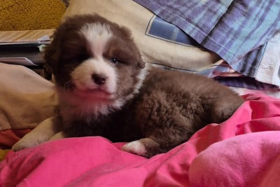 Les chiots de Berger Australien