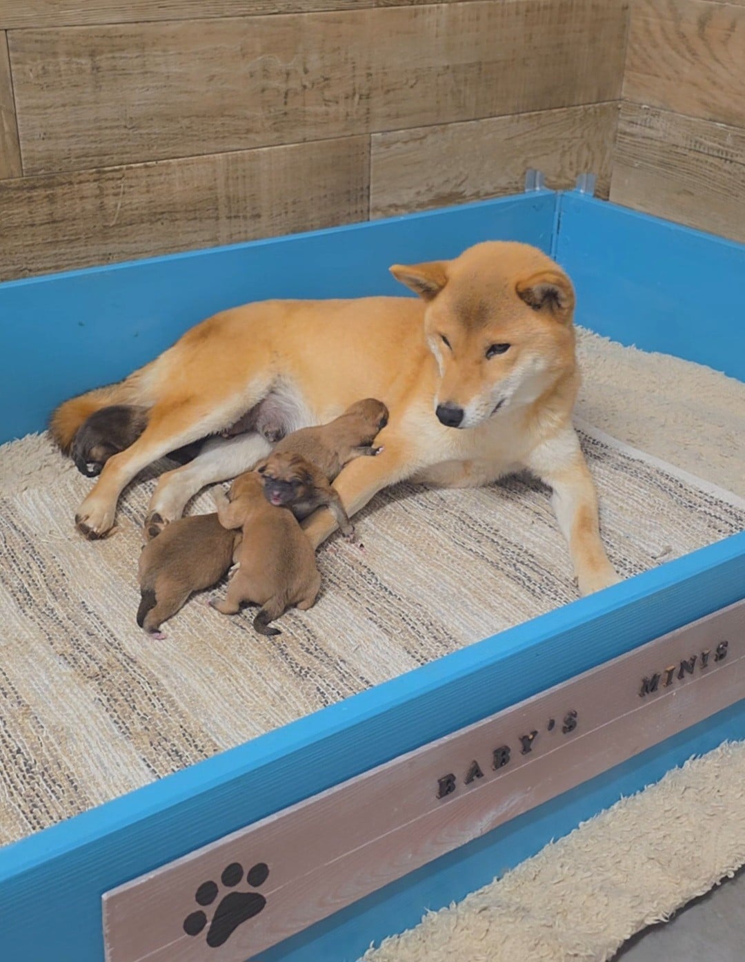 Shiba - des Gardians des Fiolles