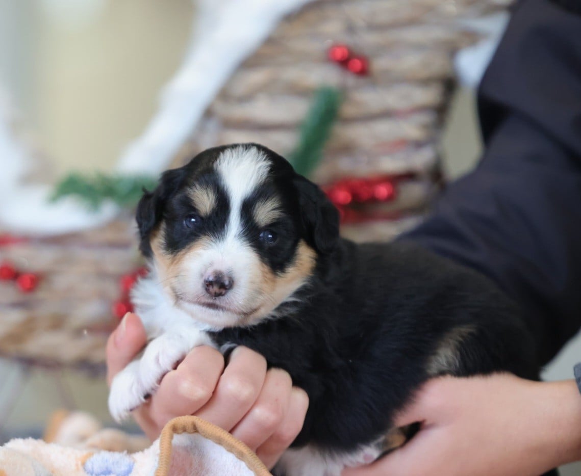 CHIOT 4 - Berger Américain Miniature