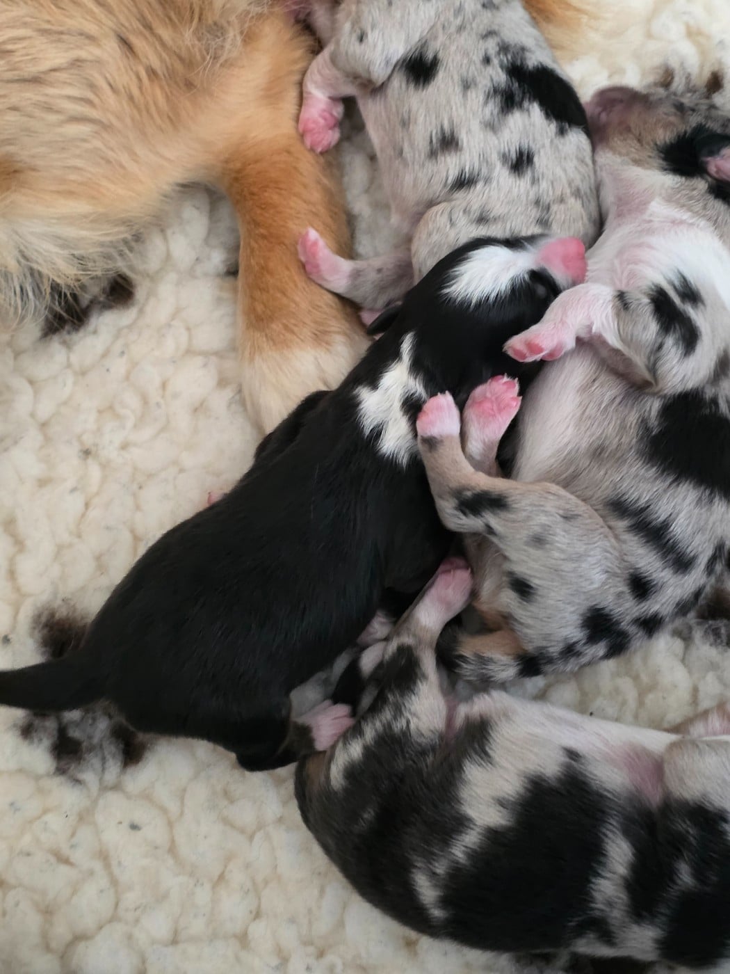 CHIOT 3 - Berger Américain Miniature