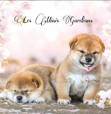 Les chiots de Shiba