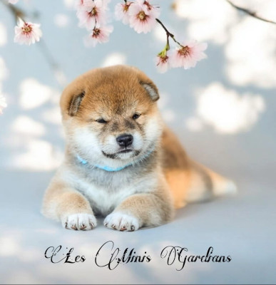 Les chiots de Shiba