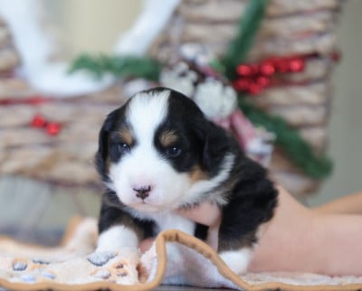 Les chiots de Berger Américain Miniature