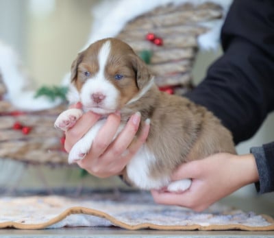 Les chiots de Berger Américain Miniature 