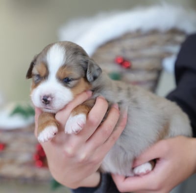 Les chiots de Berger Américain Miniature 
