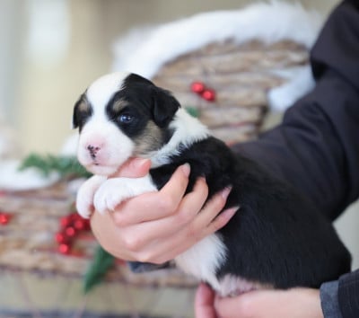 Les chiots de Berger Américain Miniature 