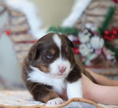 Les chiots de Berger Américain Miniature 