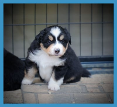 Les chiots de Berger Américain Miniature