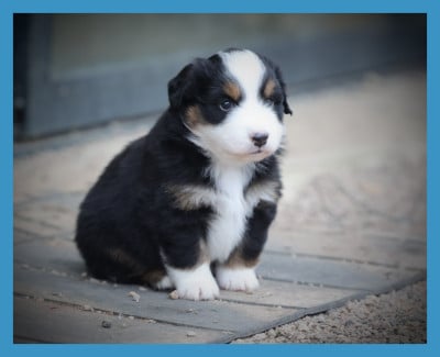 Les chiots de Berger Américain Miniature