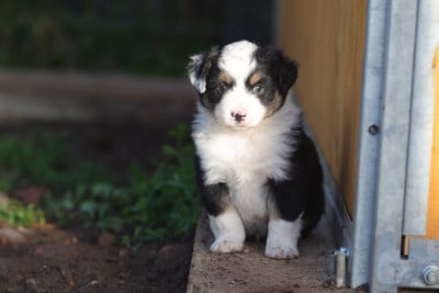 Les chiots de Berger Américain Miniature 