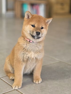 Les chiots de Shiba