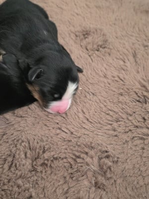 Les chiots de Berger Américain Miniature 