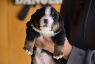 Les chiots de Berger Américain Miniature 