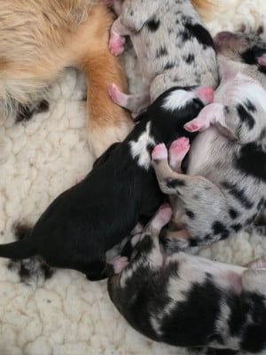 Les chiots de Berger Américain Miniature