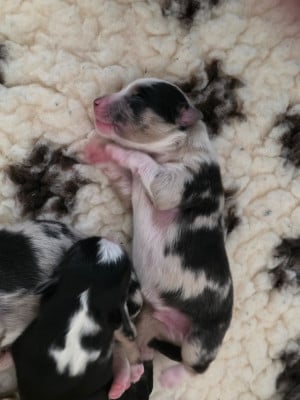 Les chiots de Berger Américain Miniature