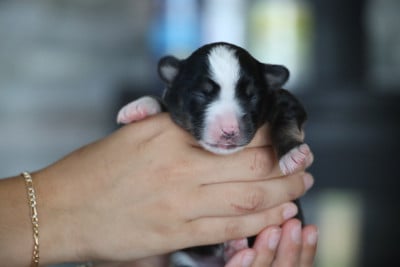 Les chiots de Berger Américain Miniature 