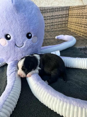 CHIOT 3 - Berger Américain Miniature 