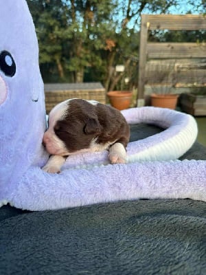 CHIOT 2 - Berger Américain Miniature 